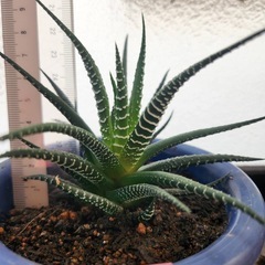 ハオルチア④の画像