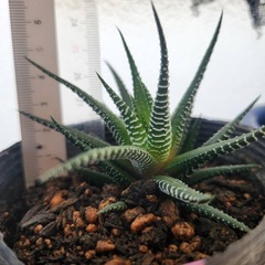 ハオルチア⑤の画像
