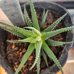 ハオルチア⑤