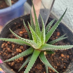 ハオルチア⑤の画像