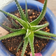 ハオルチア⑥