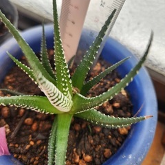 ハオルチア⑥の画像