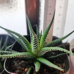 ハオルチア⑦の画像
