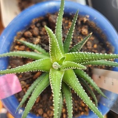 ハオルチア⑧