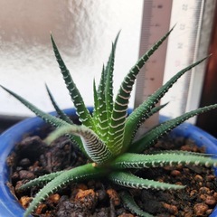 ハオルチア⑧の画像