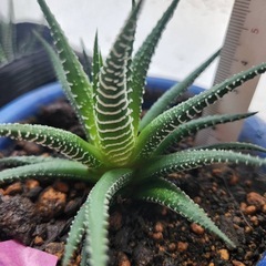 ハオルチア⑧の画像