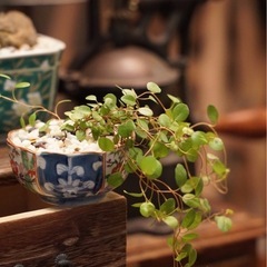 観葉植物　ワイヤープランツ　おしゃれな鉢付きの画像