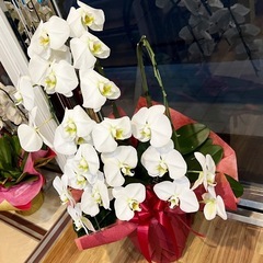胡蝶蘭　白　三連（3株） ✖️4鉢の画像