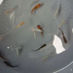 キャンセルのため【メダカ】イロイロめだか 30匹