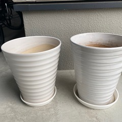 胡蝶蘭　鉢　2セット　陶器　受け皿つき