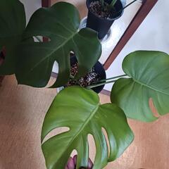 観葉植物モンステラ