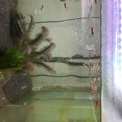グッピー　熱帯魚　オスメス混合