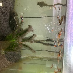 グッピー　熱帯魚　オスメス混合の画像