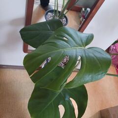 観葉植物モンステラ