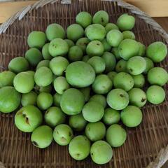 ③青梅　1kg