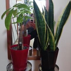 観葉植物。サンスベリア&パキラ