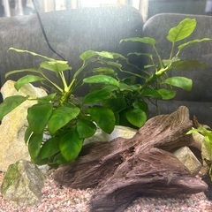 アヌビアスナナ2株　メダカ水草