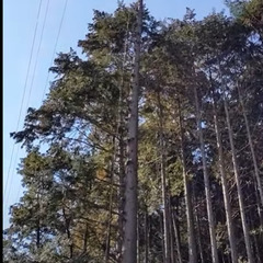 草刈り、伐採、造園、どこまでできるか一緒に試してみませんか？？の画像
