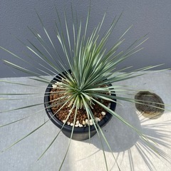 ロストラータ 観葉植物の画像