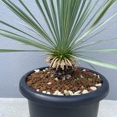 ロストラータ 観葉植物の画像
