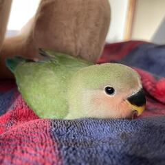 コザクラインコ8か月です可愛がってくれる方求む