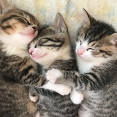 【募集一時停止】2025.4.13生まれのメス1・オス2