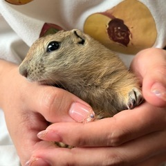 リチャードソンジリス