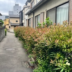庭の剪定いたします！【無料見積り・格安対応・福岡県】