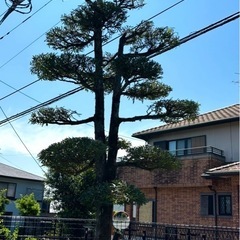 庭の剪定いたします！【無料見積り・格安対応・福岡県】 − 福岡県