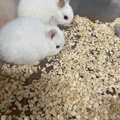 ネザーランド