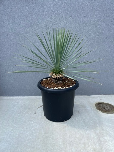 ロストラータ 観葉植物