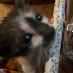 元気いっぱい甘えん坊娘🫶生後4ヶ月 − 鹿児島県