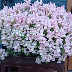 色々な挿し木ポット苗