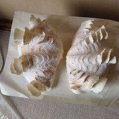 美品　標本、 貝殻 大きな二枚貝、カイガラ、化石、 オオシャコガ...