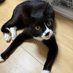 人馴れ抜群！地域猫のてん🐾