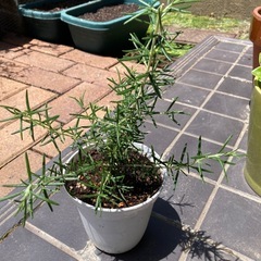 ローズマリー   ←今シーズン最後 の画像