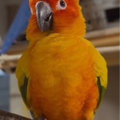 迷子のインコ情報