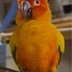 ランキングキーワードに紐づく投稿画像-インコ