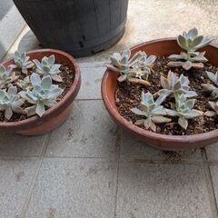 ◯観葉植物2点