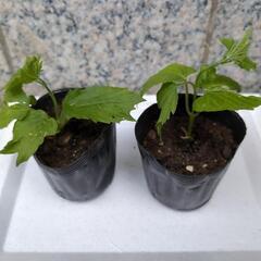 【ゴーヤーの苗】ニガウリ　健康野菜