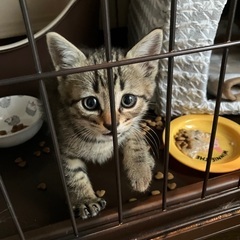 超かわいい〜2ヶ月三兄弟