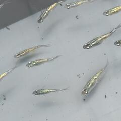 【大特価】サファイアメダカ