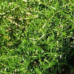 ローズマリー🌿③　貰ってください😊の画像