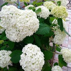 アナベルの挿し木苗