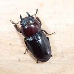 【離島種】オキノエラブヒラタクワガタF4新成虫特大♂67㎜ ♀ペアの画像