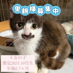 珍しい毛色のママ🐱ྀི💗 6~7ヶ月