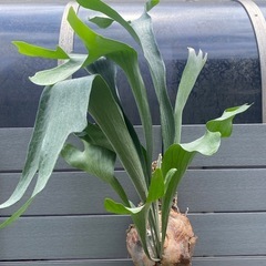 ⭐️ビカクシダ　ビフルカツム　観葉植物