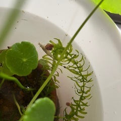 レッドラムスボーンの画像