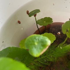 レッドラムスボーンの画像