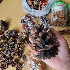 どんぐり、木の実ハンドメイドの画像